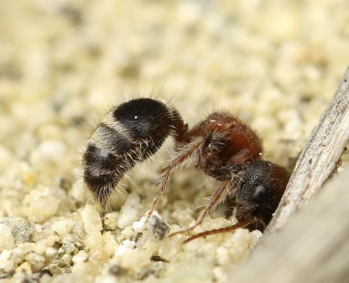 Réf. 216 918 : Myrmilla calva